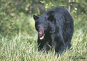 Ursus americanus